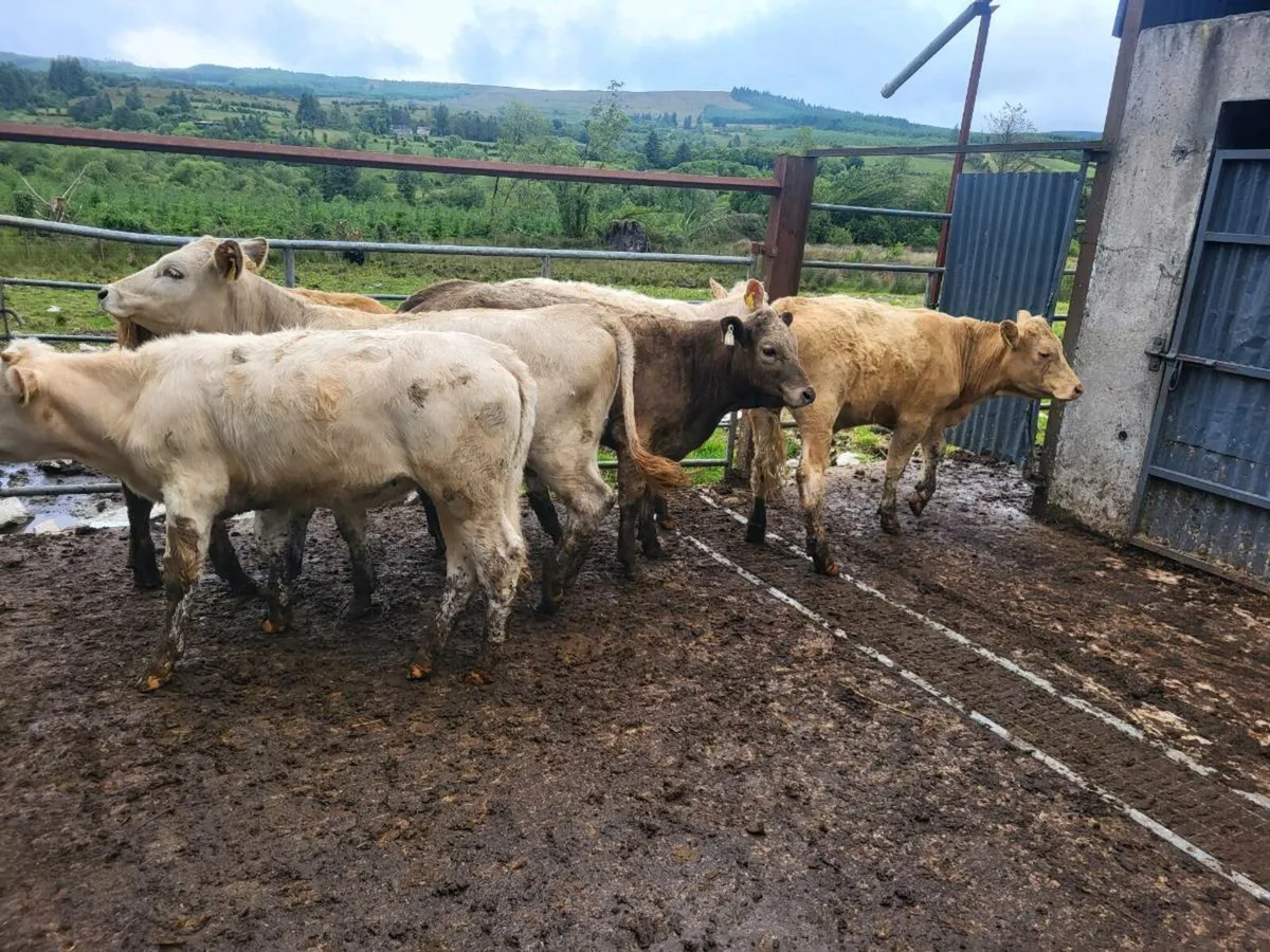 Charolais heifers - Image 1