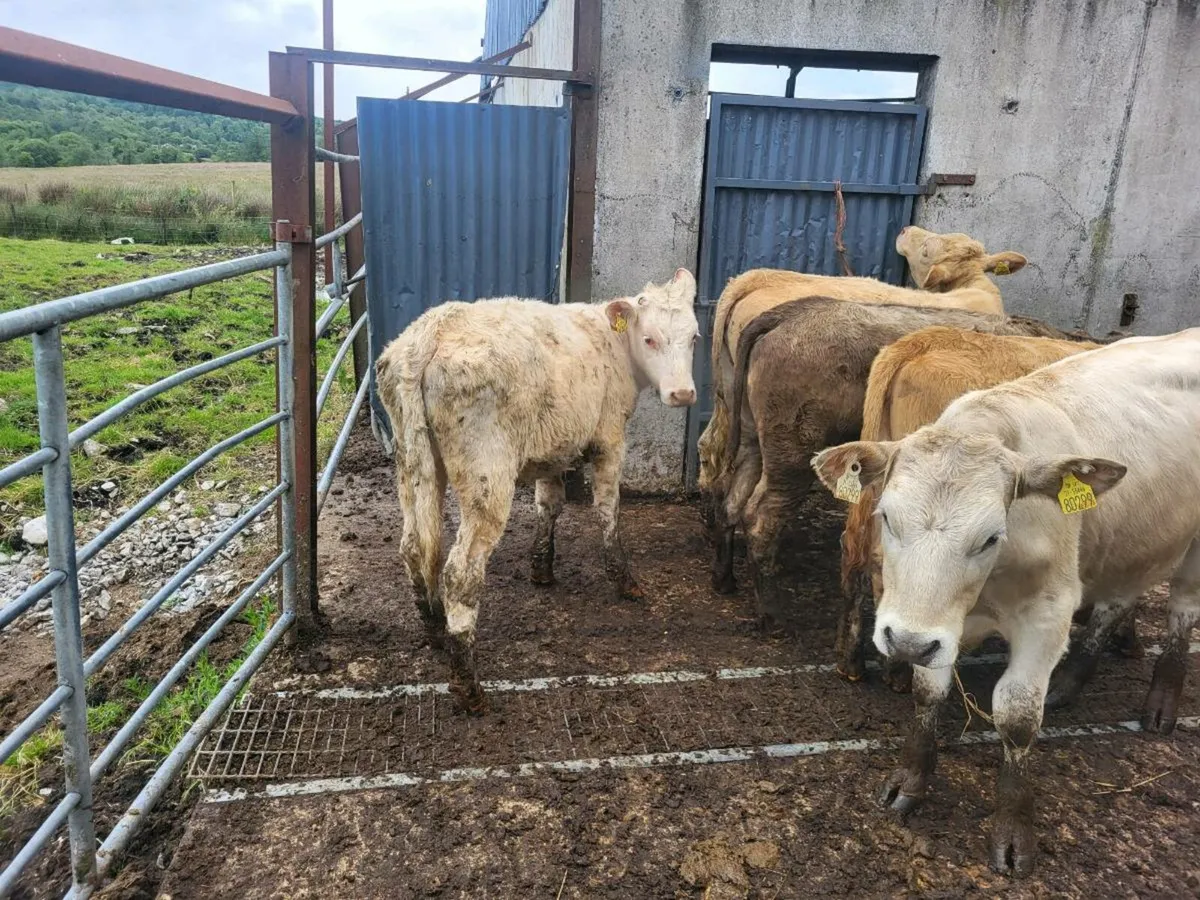 Charolais heifers - Image 3
