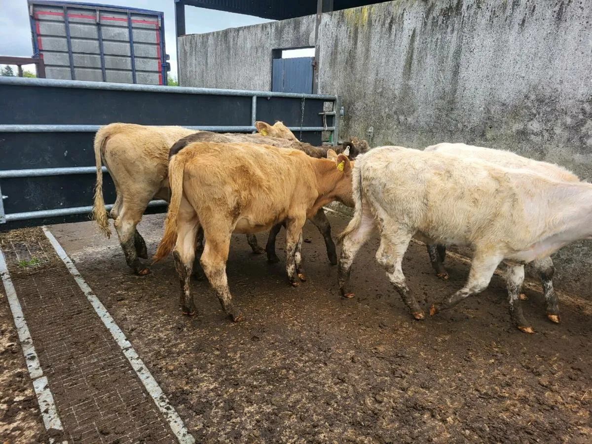 Charolais heifers - Image 4