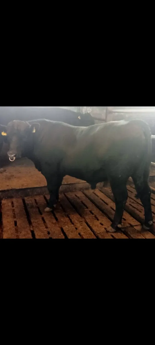 PBR ABERDEEN ANGUS BULL - Image 2