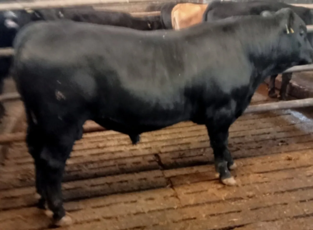 PBR ABERDEEN ANGUS BULL - Image 3