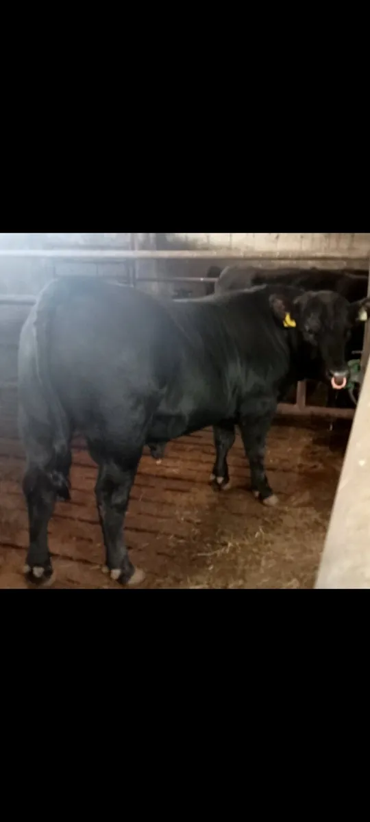 PBR ABERDEEN ANGUS BULL - Image 4