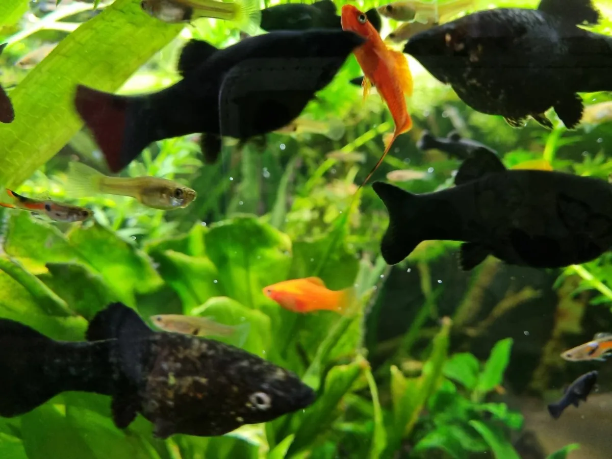Black molly fish - Image 2