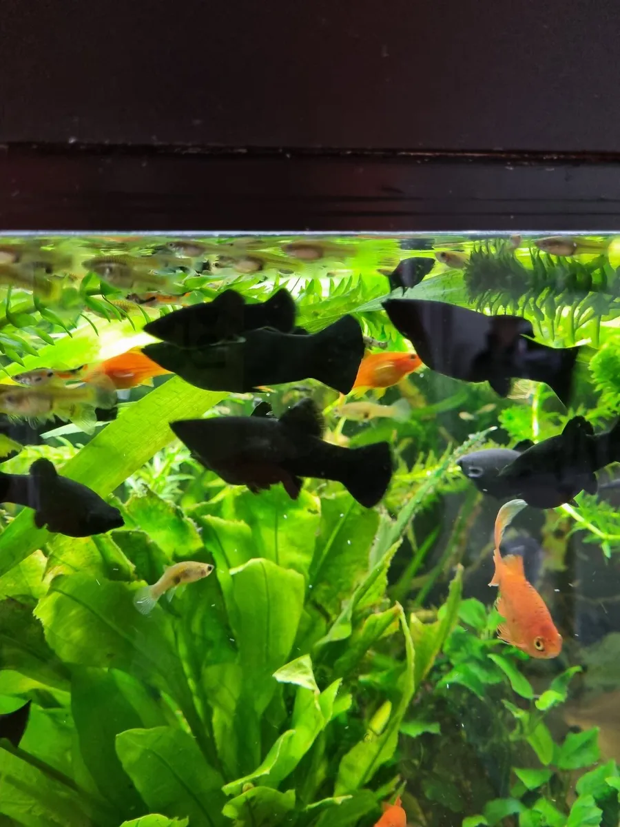 Black molly fish - Image 1