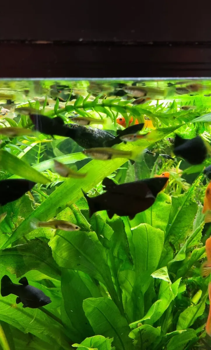 Black molly fish - Image 3