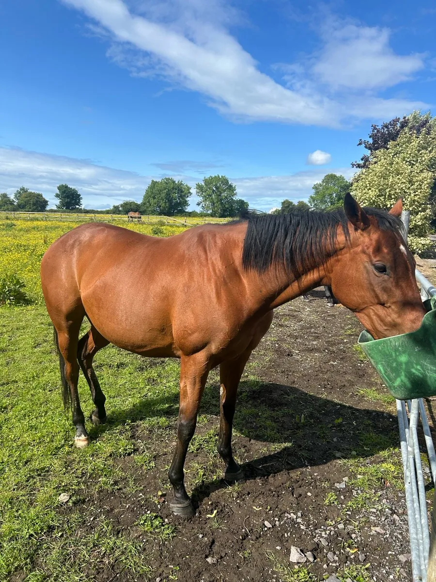 Broodmare - Image 1