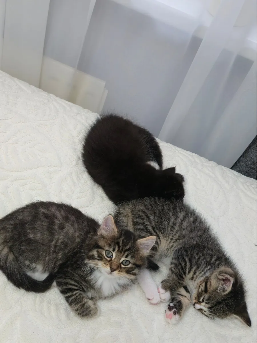 Kittens for sale - Image 1