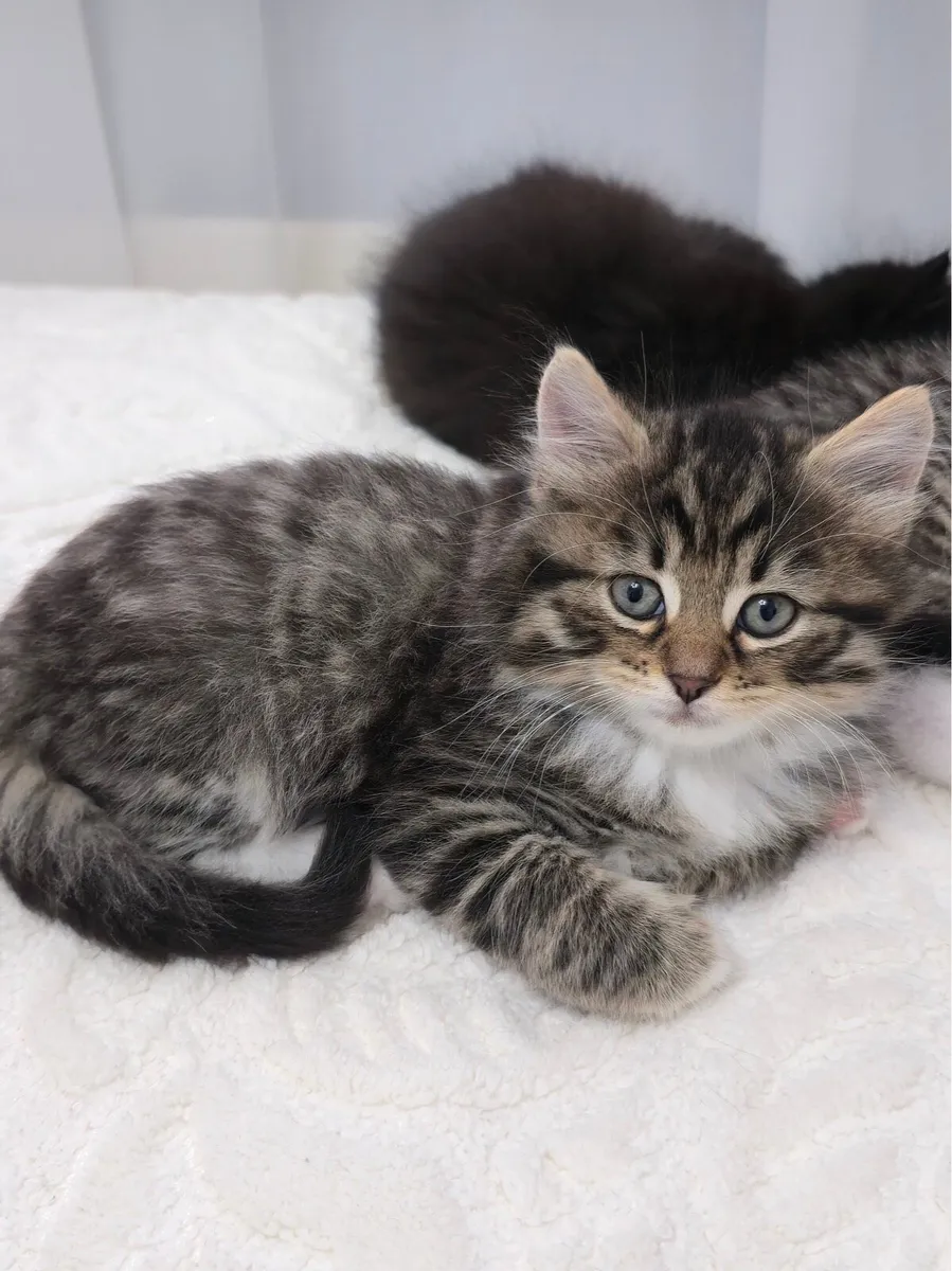 Kittens for sale - Image 2
