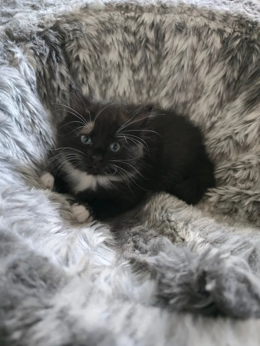 Kittens for sale - Image 3