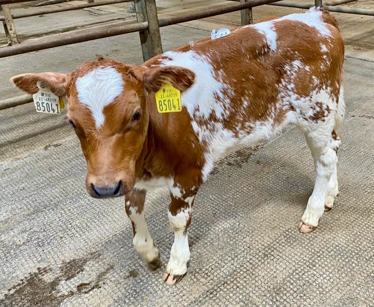 Smashing 5 ⭐️ Red BB Heifer Calf - Image 1