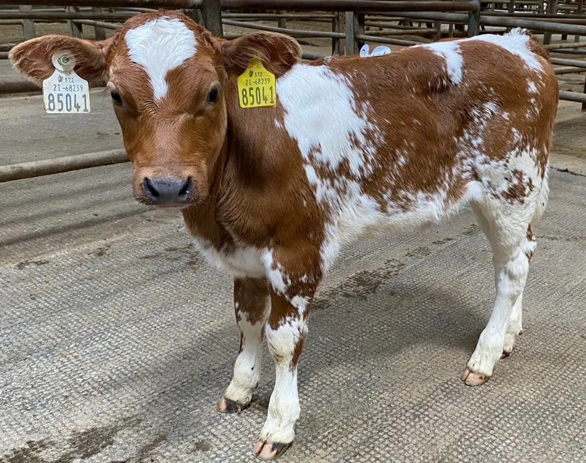 Smashing 5 ⭐️ Red BB Heifer Calf - Image 2
