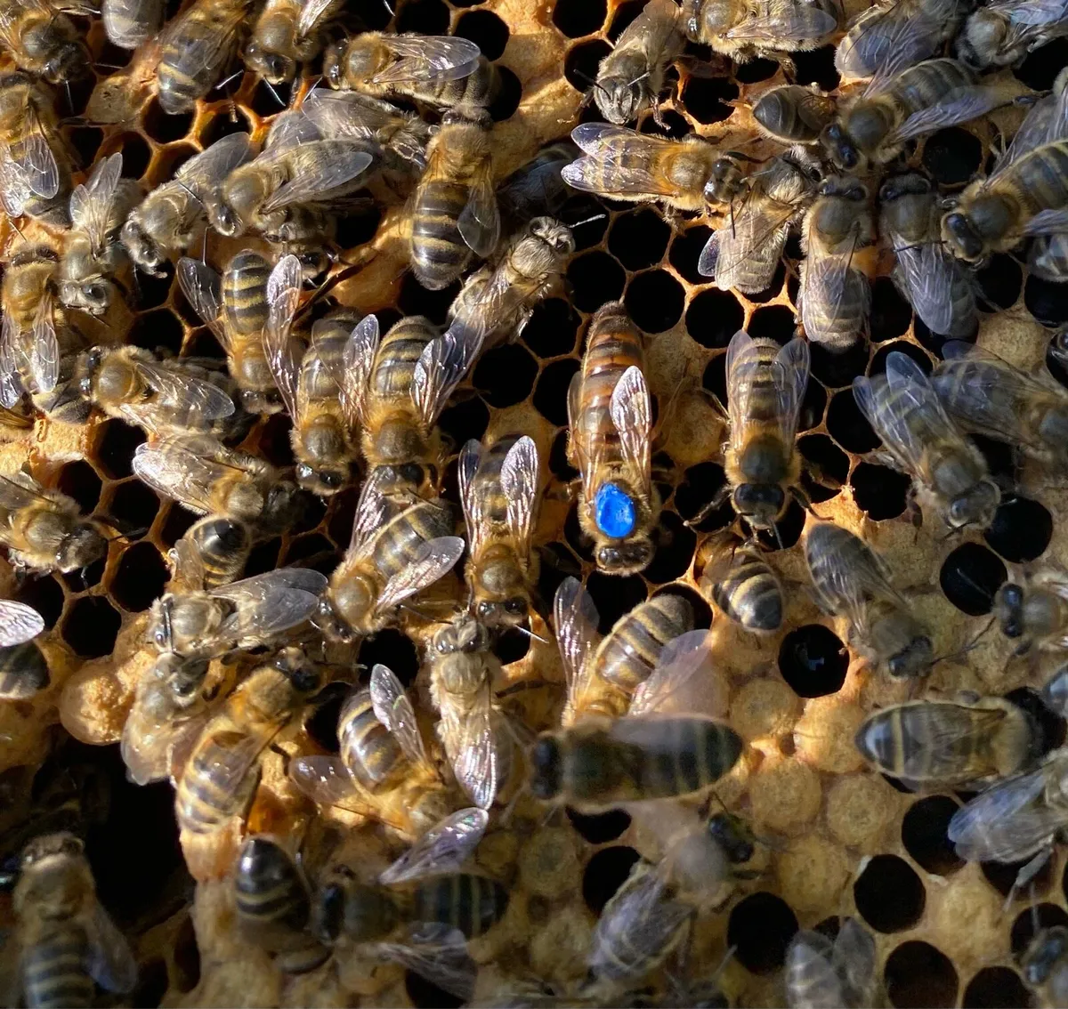 Bee hive for sale - Image 1