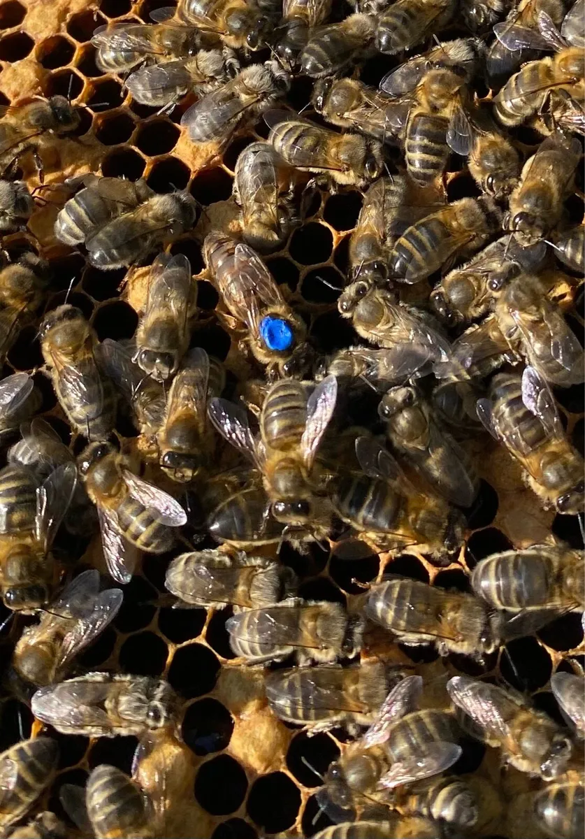 Bee hive for sale - Image 2