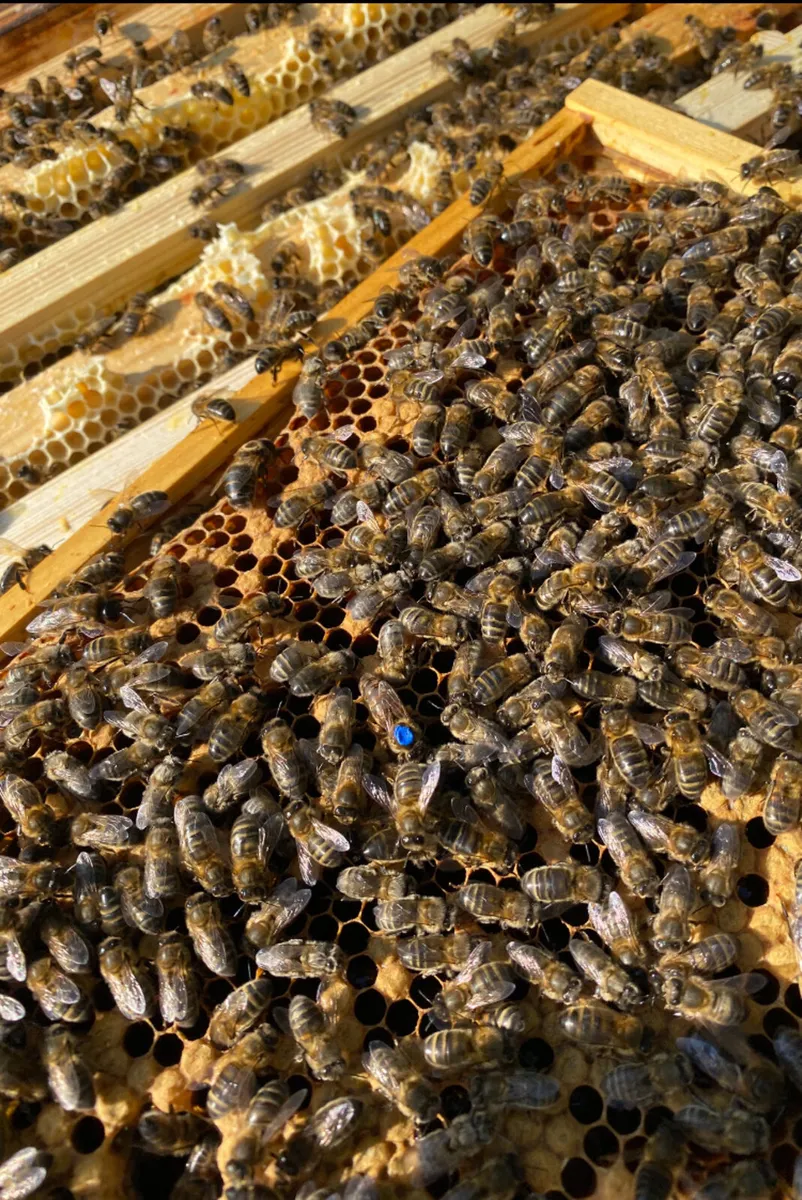 Bee hive for sale - Image 3