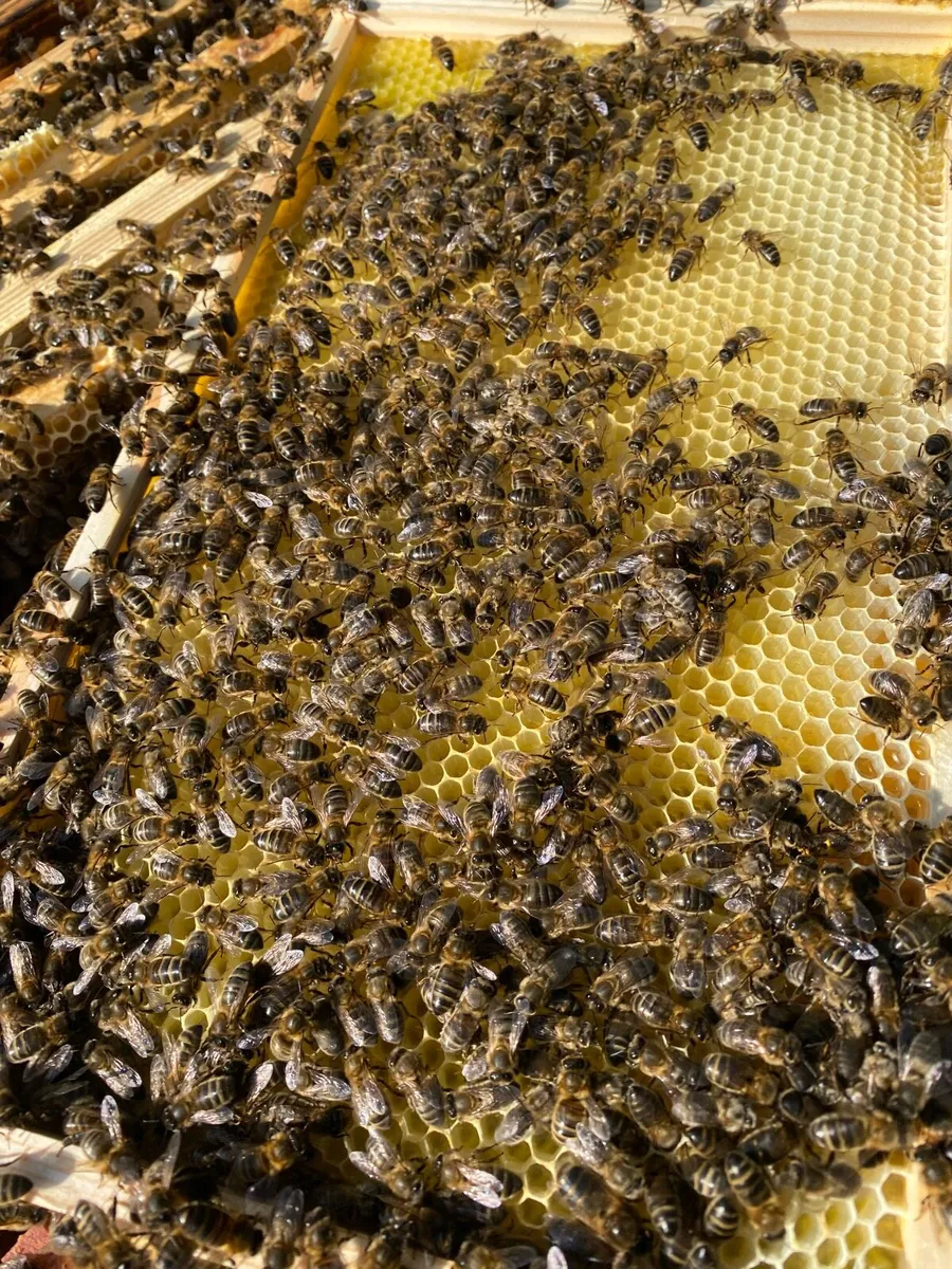 Bee hive for sale - Image 4