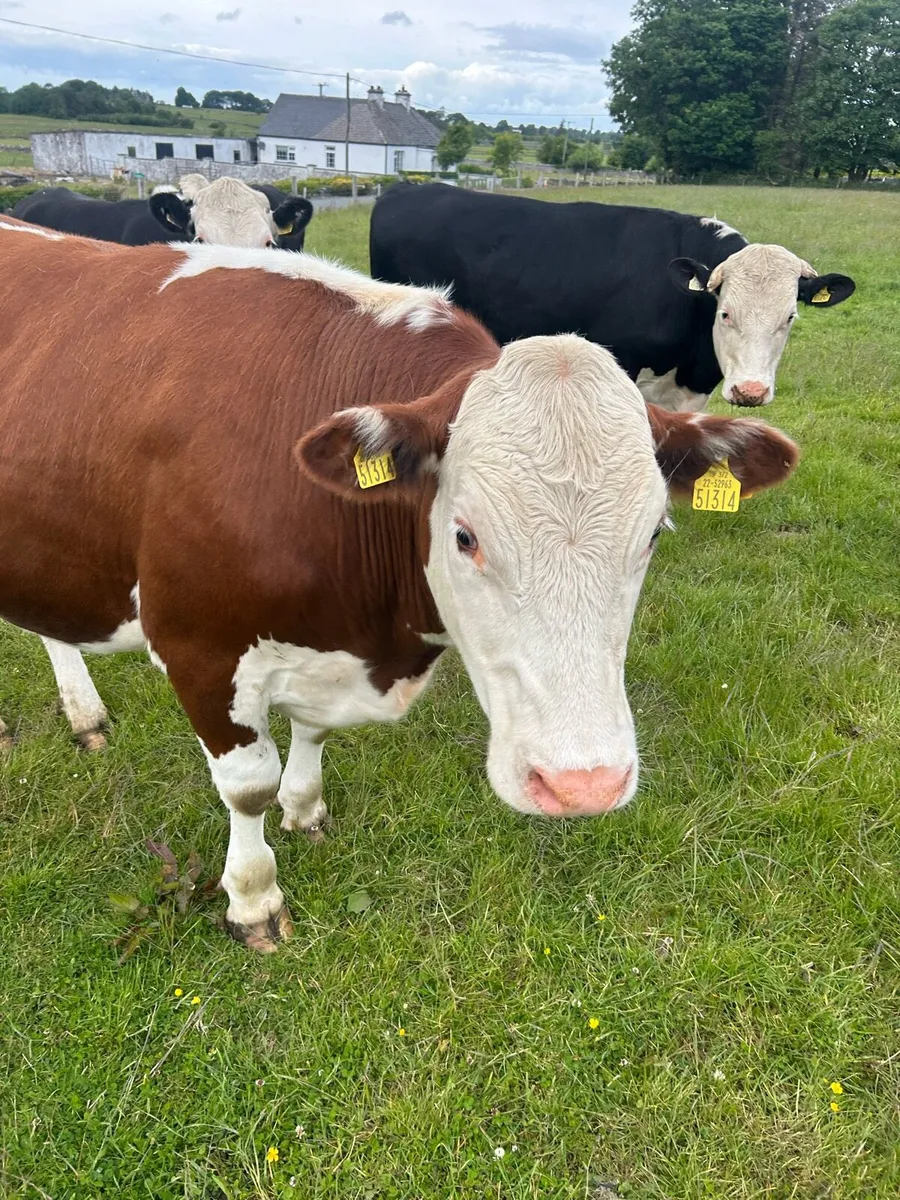 Cattle - Image 1