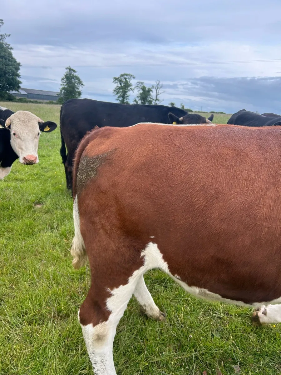 Cattle - Image 2