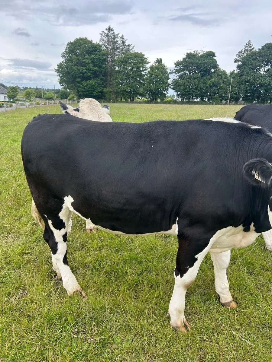 Cattle - Image 3