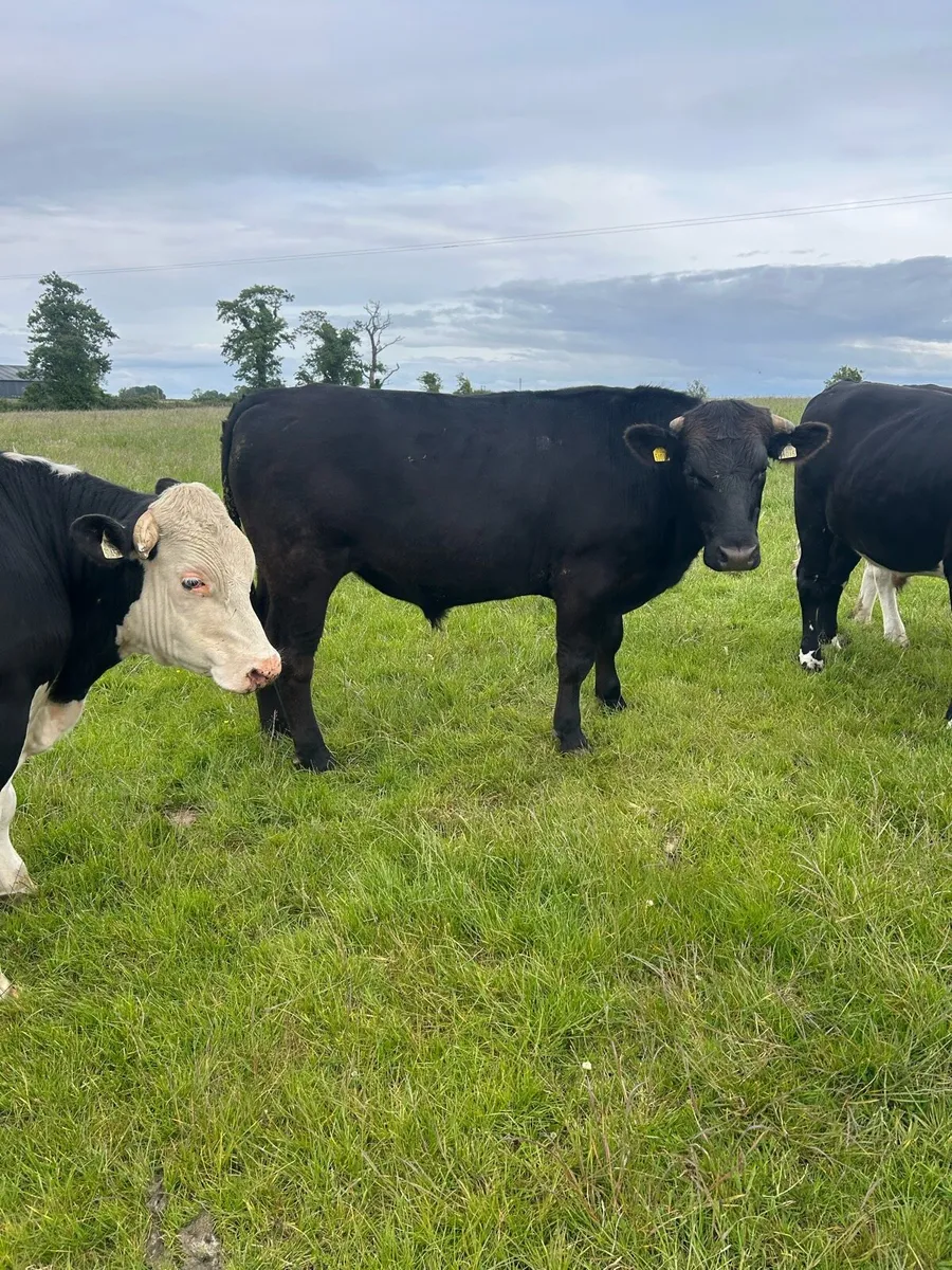 Cattle - Image 4
