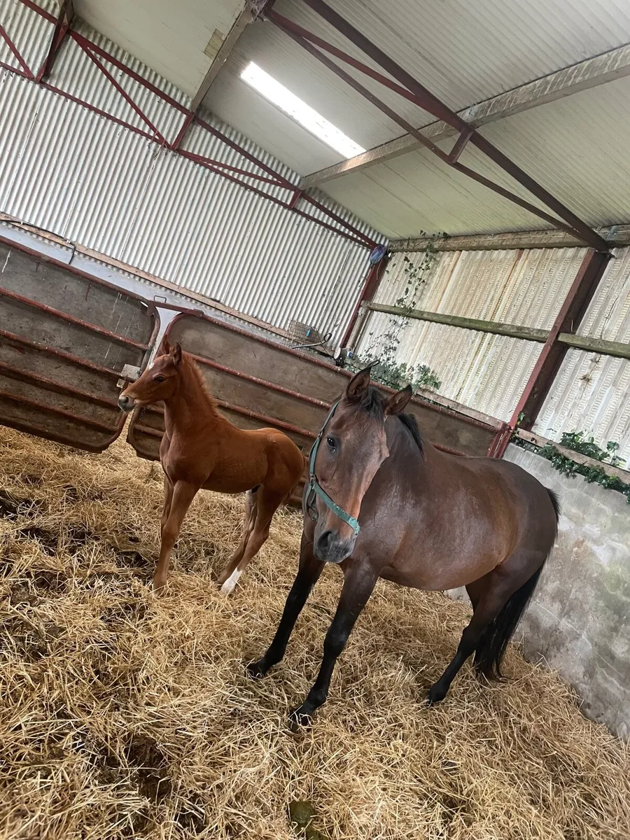 Horse - Image 3