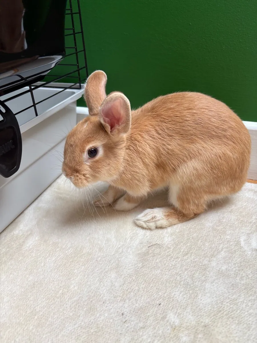 Rabbit Starter kit + Rabbit - Image 2