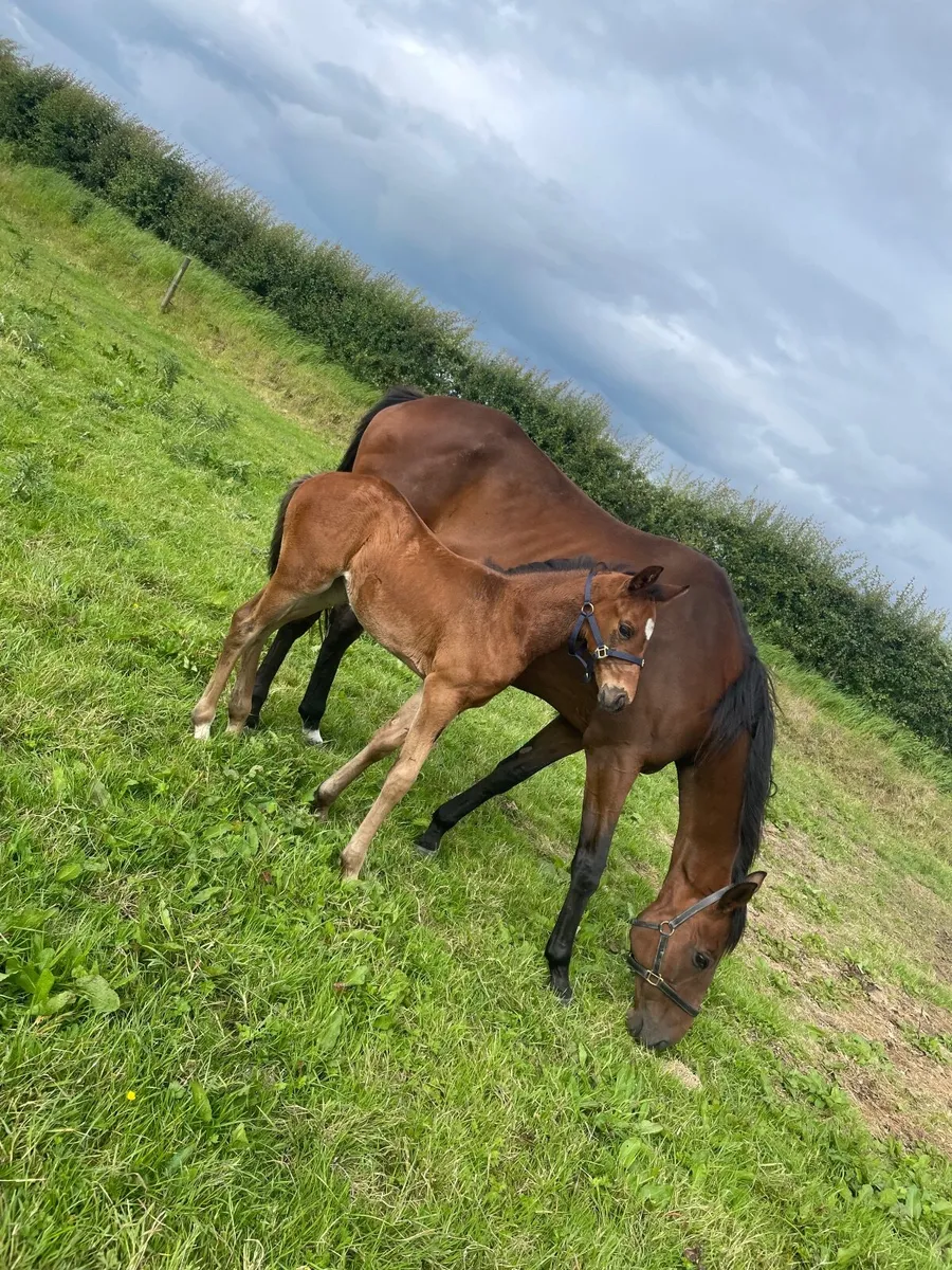 Horse - Image 1