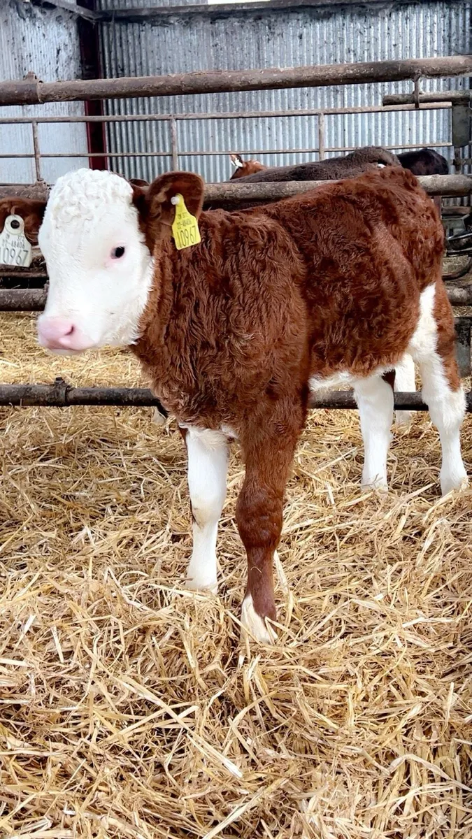 OUTSTANDING RED SIMMENTAL HEIFER - Image 1