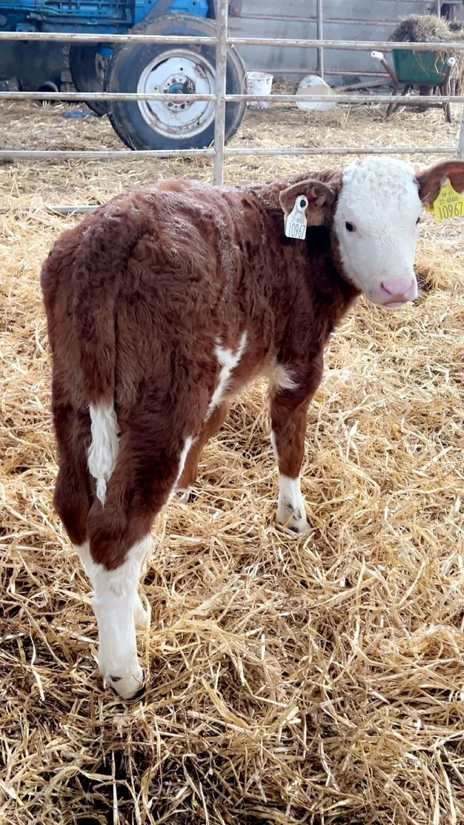 OUTSTANDING RED SIMMENTAL HEIFER - Image 2