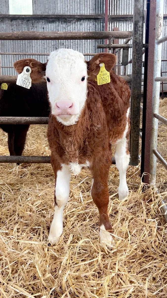 OUTSTANDING RED SIMMENTAL HEIFER - Image 3