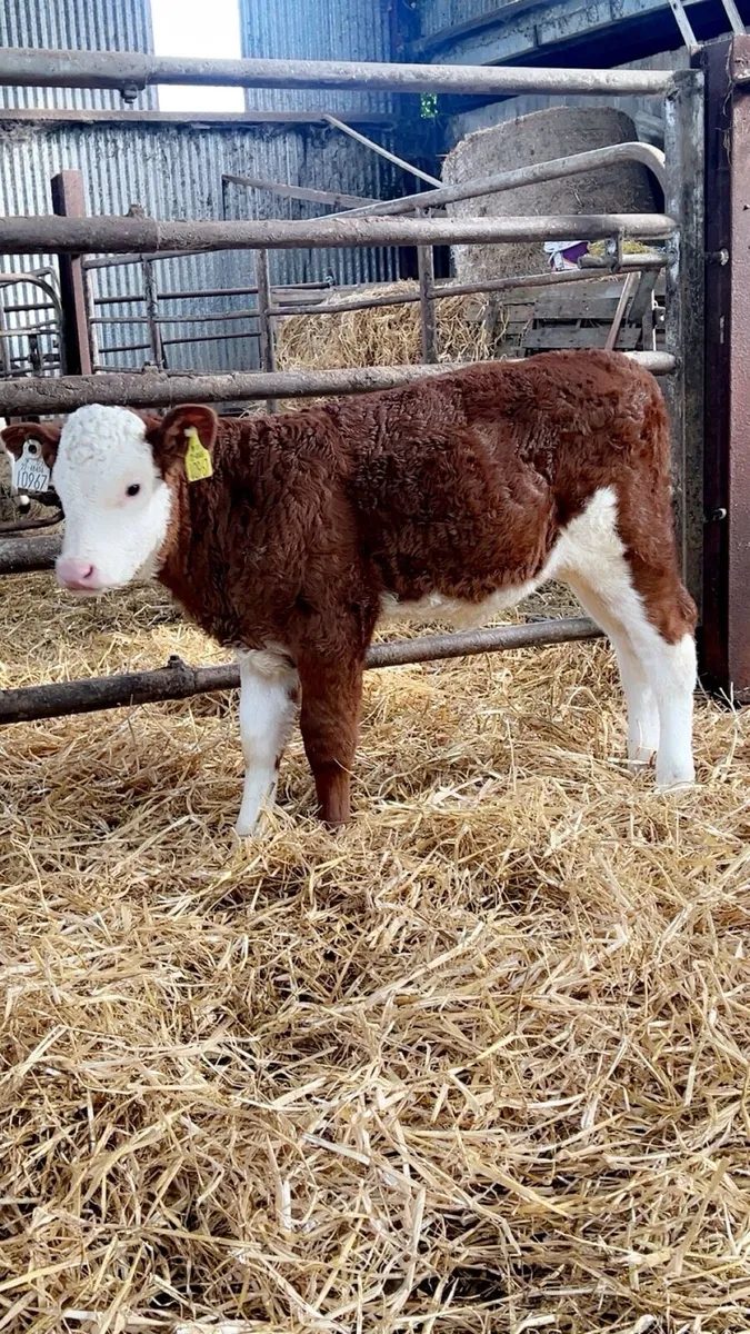 OUTSTANDING RED SIMMENTAL HEIFER - Image 4