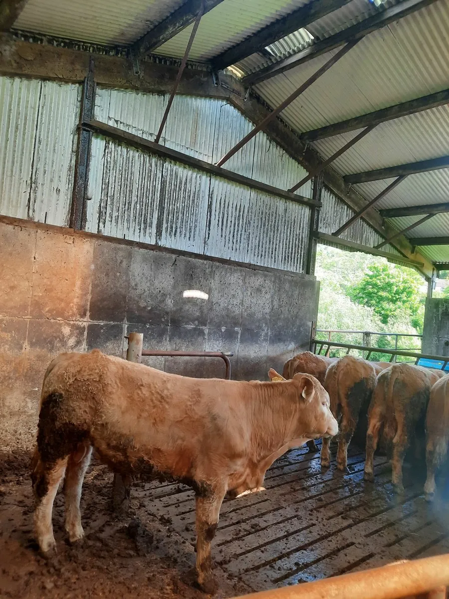 organic   yearling bulls - Image 1