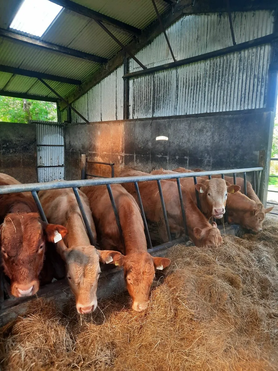 organic   yearling bulls - Image 2