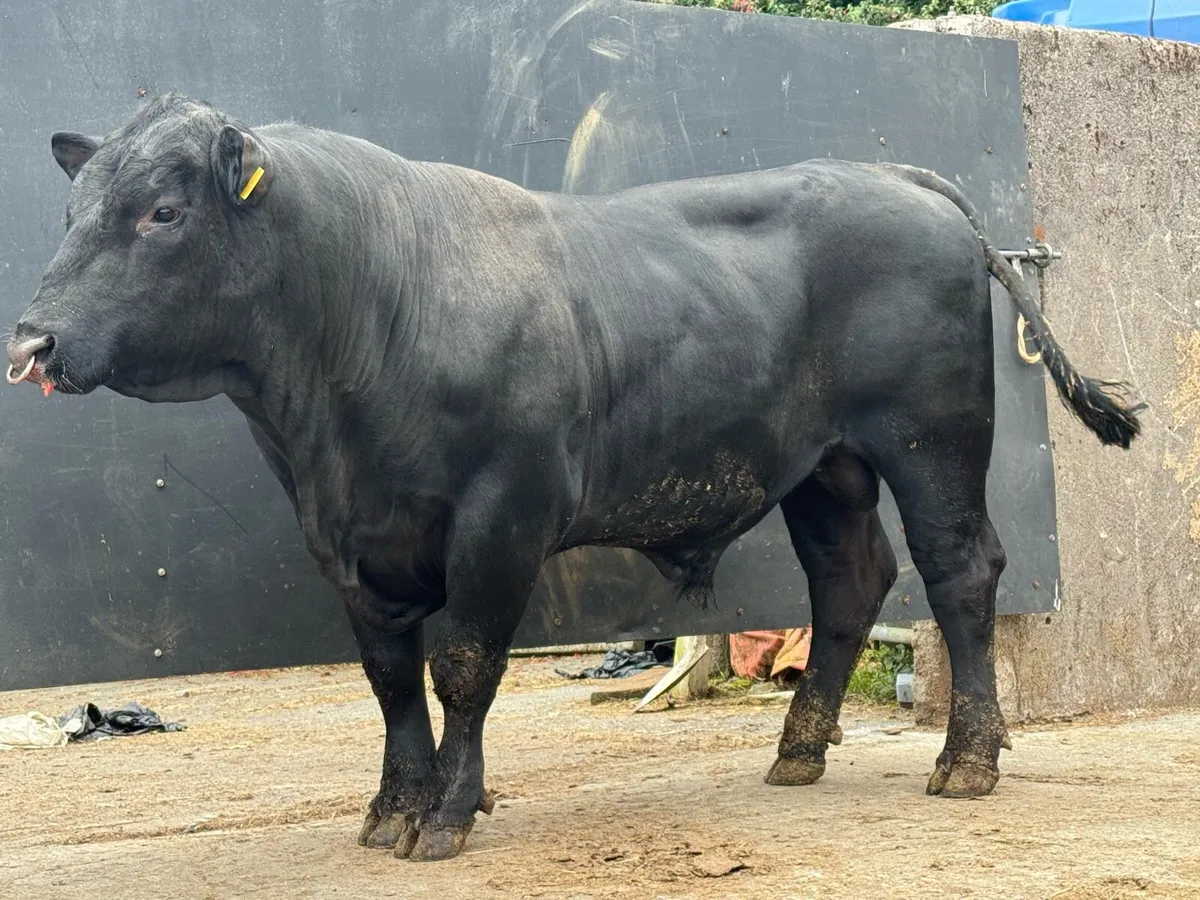 Pedigree Registered Angus bull - Image 1
