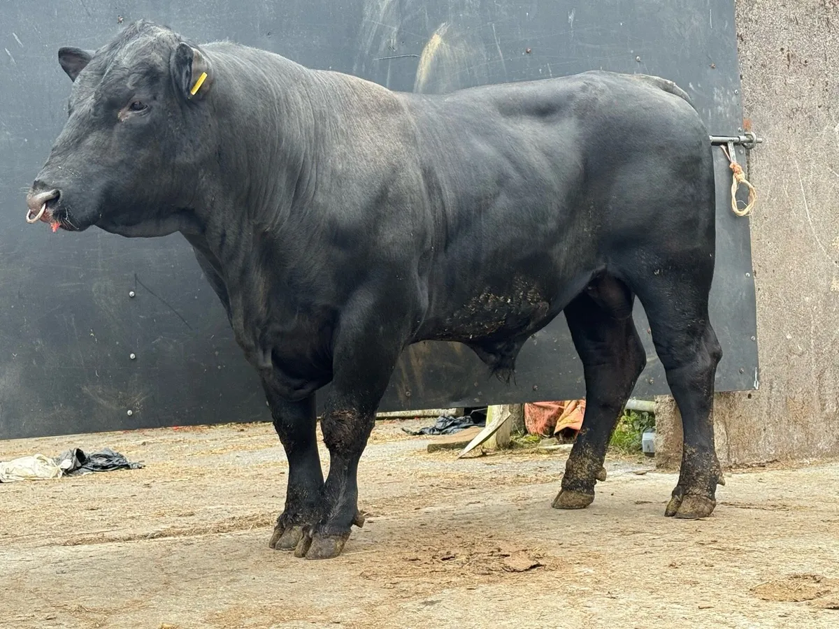 Pedigree Registered Angus bull - Image 2
