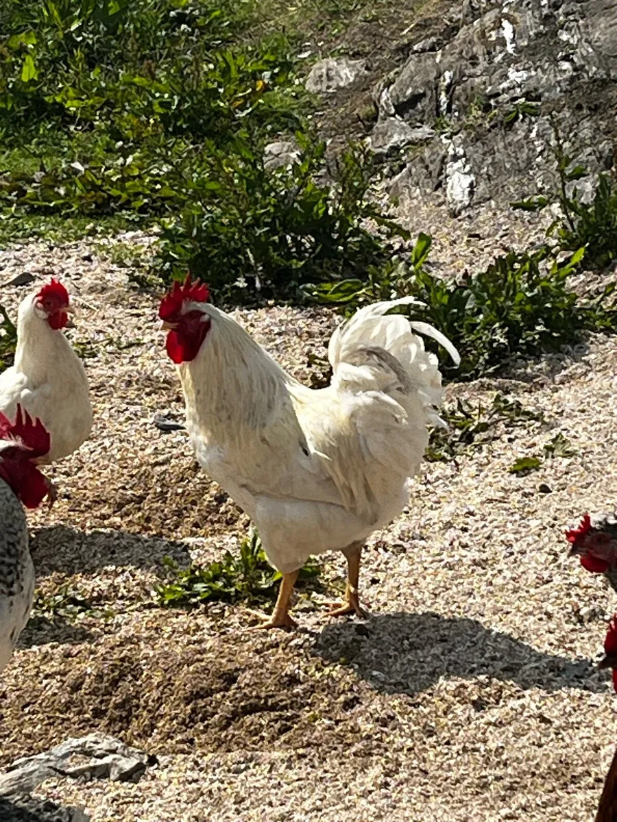 Roosters for sale - Image 3