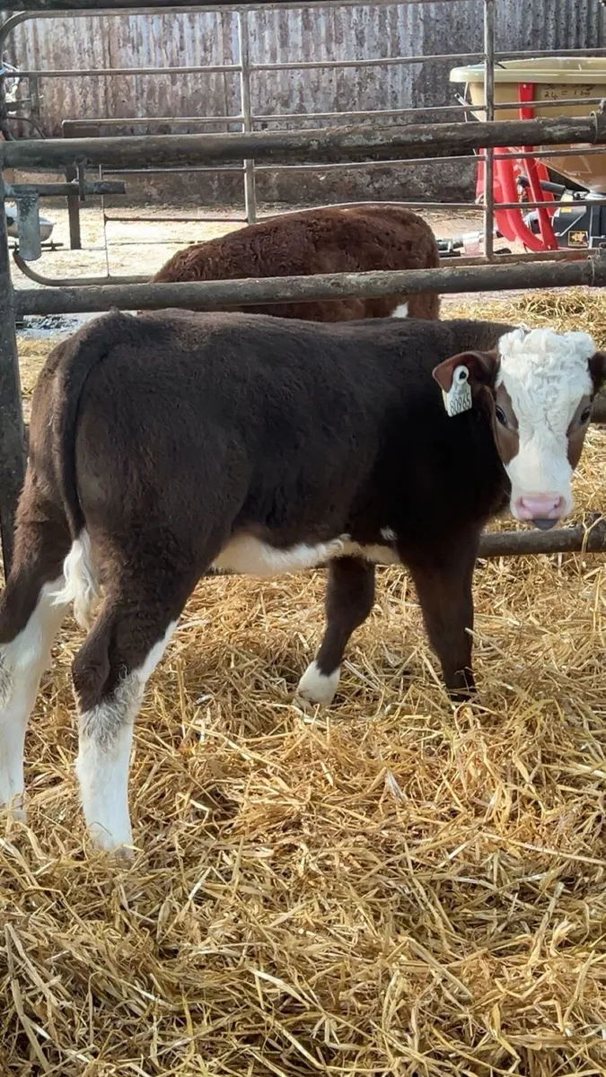 TOP CLASS SIMMENTAL HEIFERS - Image 1