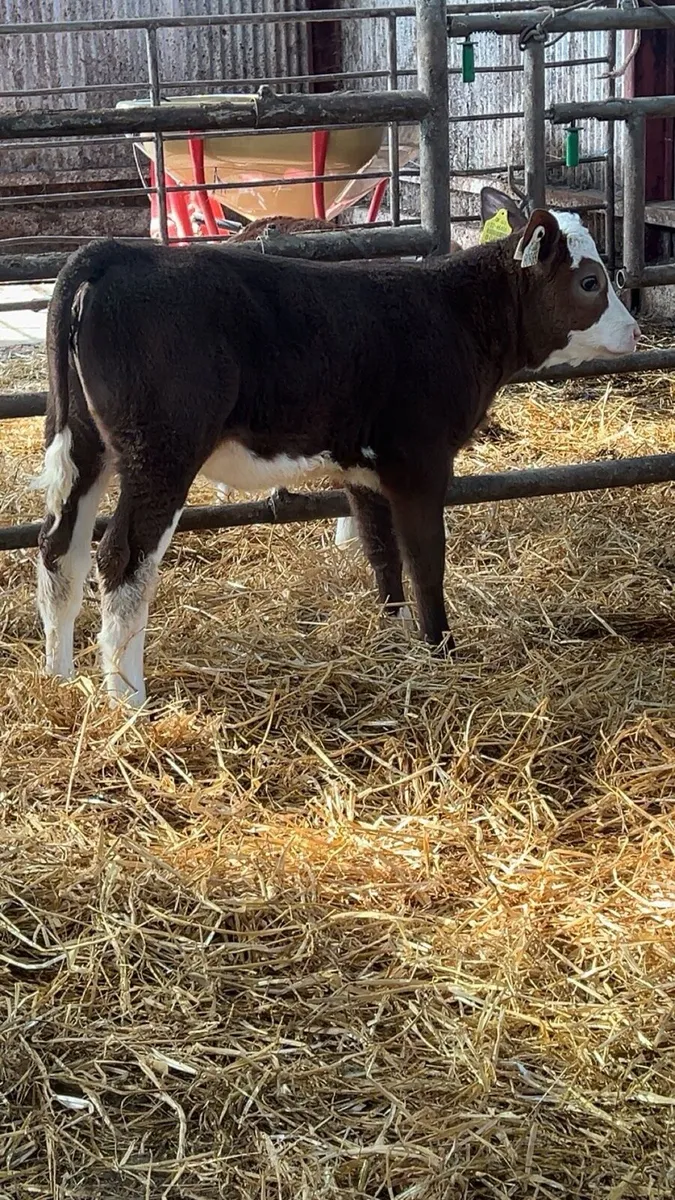 TOP CLASS SIMMENTAL HEIFERS - Image 2