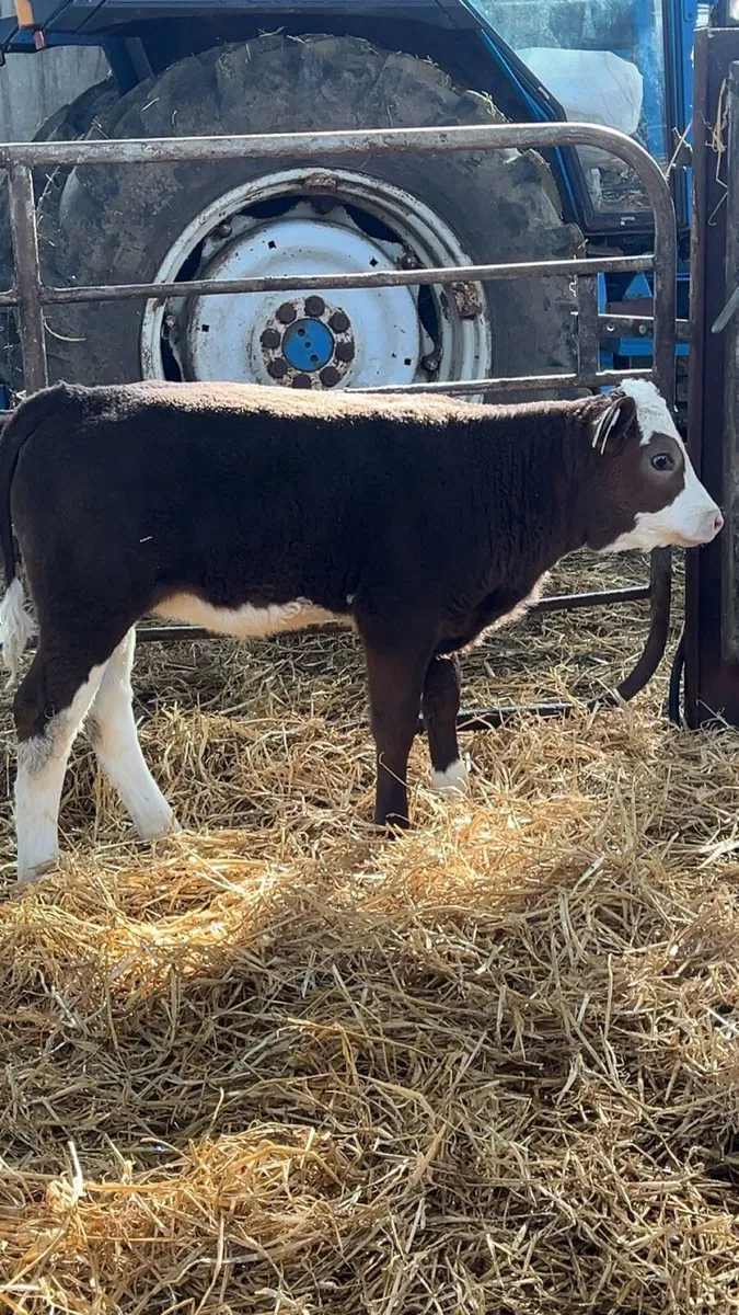 TOP CLASS SIMMENTAL HEIFERS - Image 3