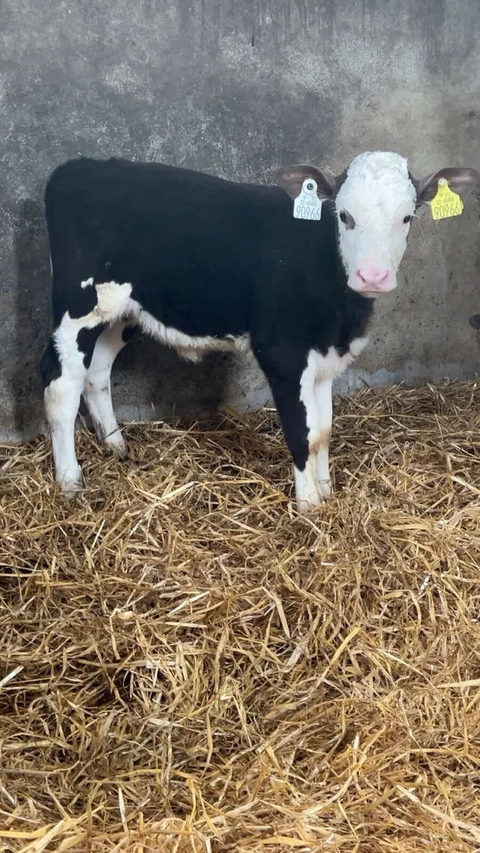 TOP CLASS SIMMENTAL HEIFERS - Image 4