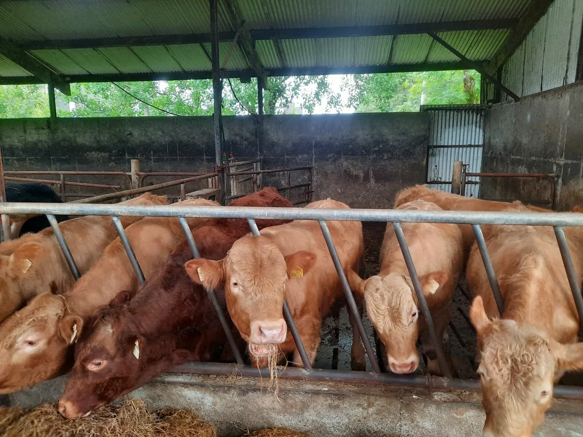 organic   yearling bulls - Image 3
