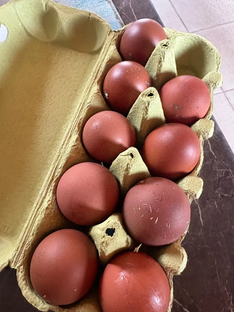 Hatching eggs - Image 2