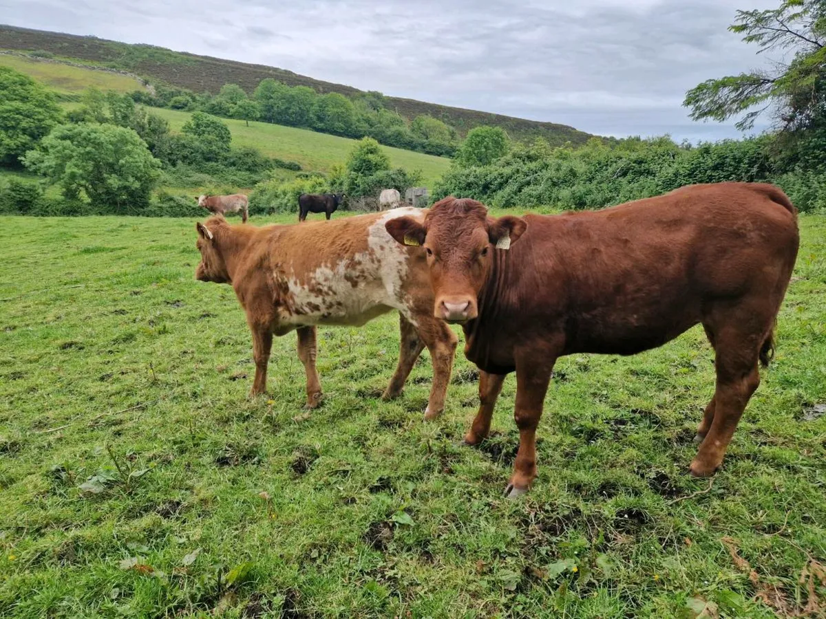 3 Heifers - Image 1