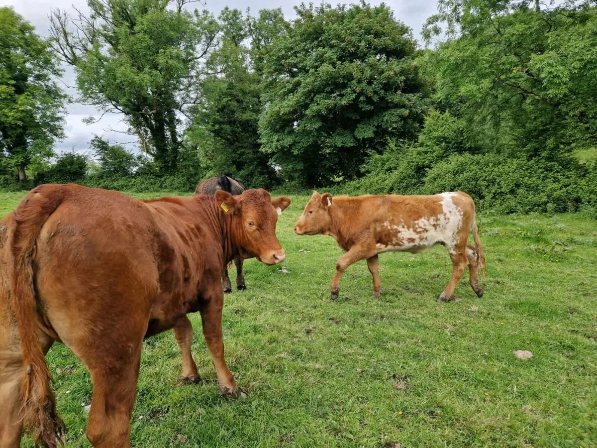 3 Heifers - Image 1