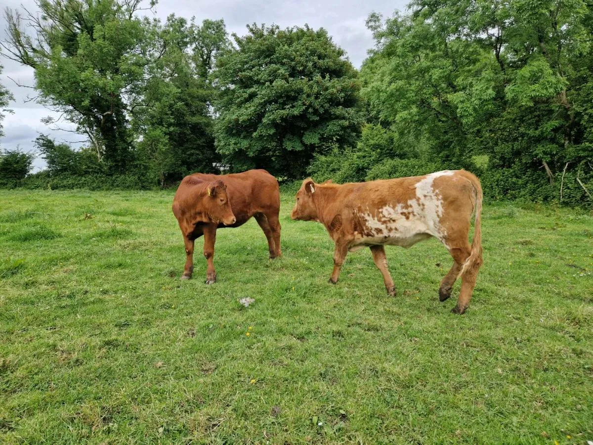 3 Heifers - Image 2