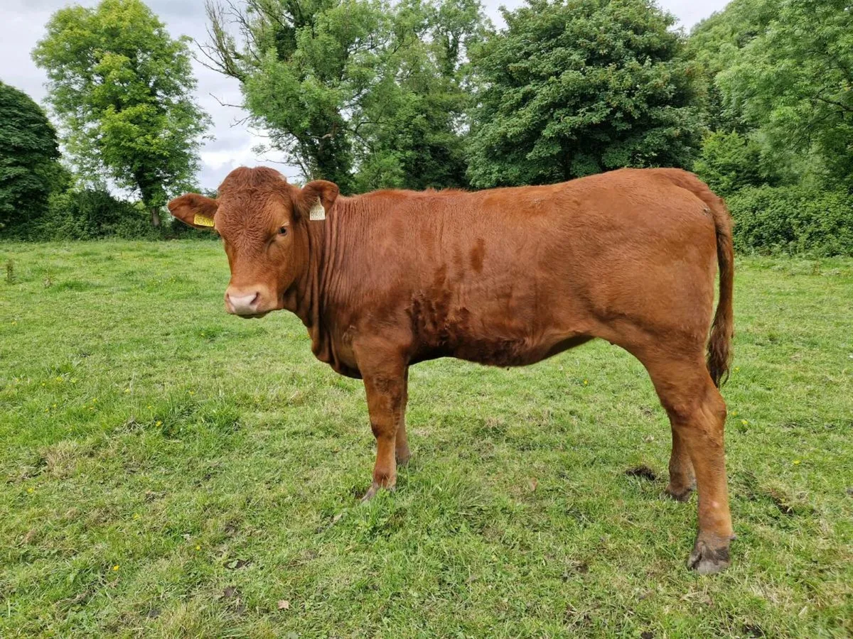 3 Heifers - Image 3
