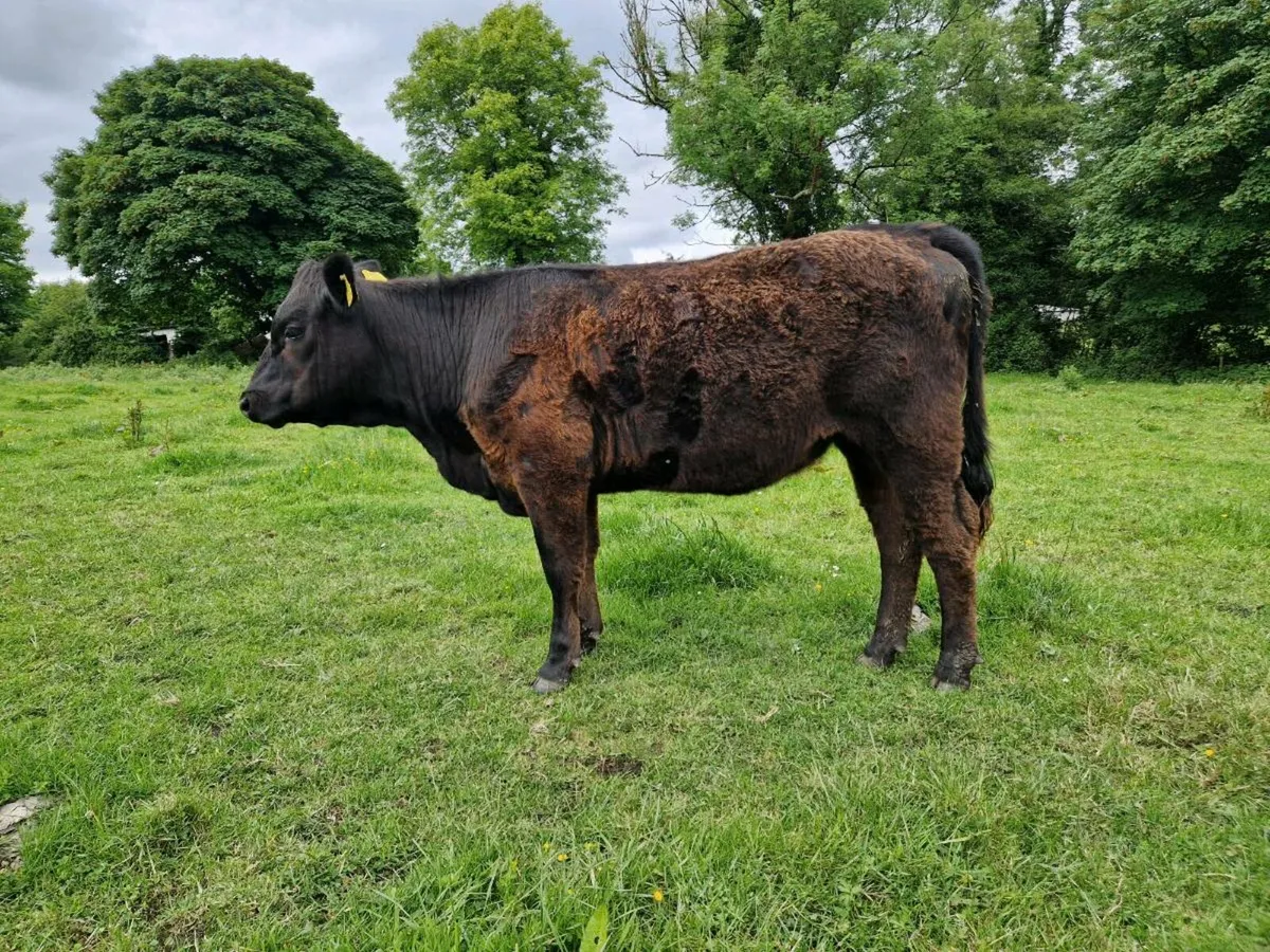3 Heifers - Image 4