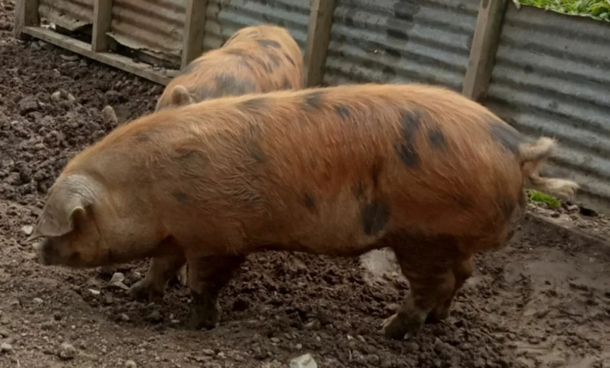 Oxford Sandy Black Boar - Image 1