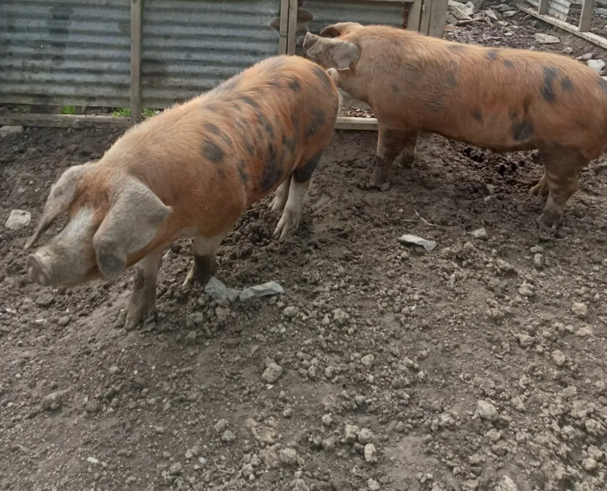 Oxford Sandy Black Boar - Image 2