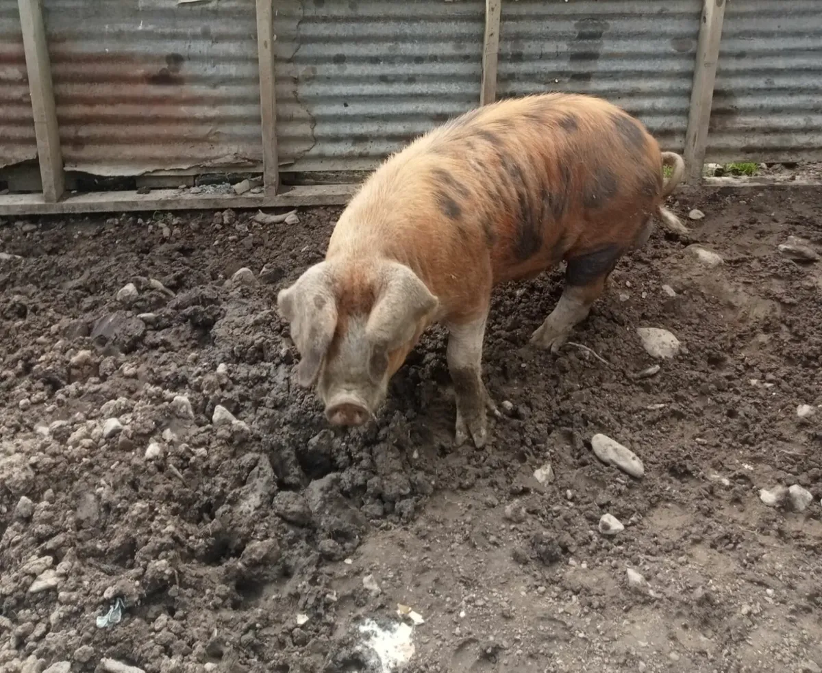 Oxford Sandy Black Boar - Image 3