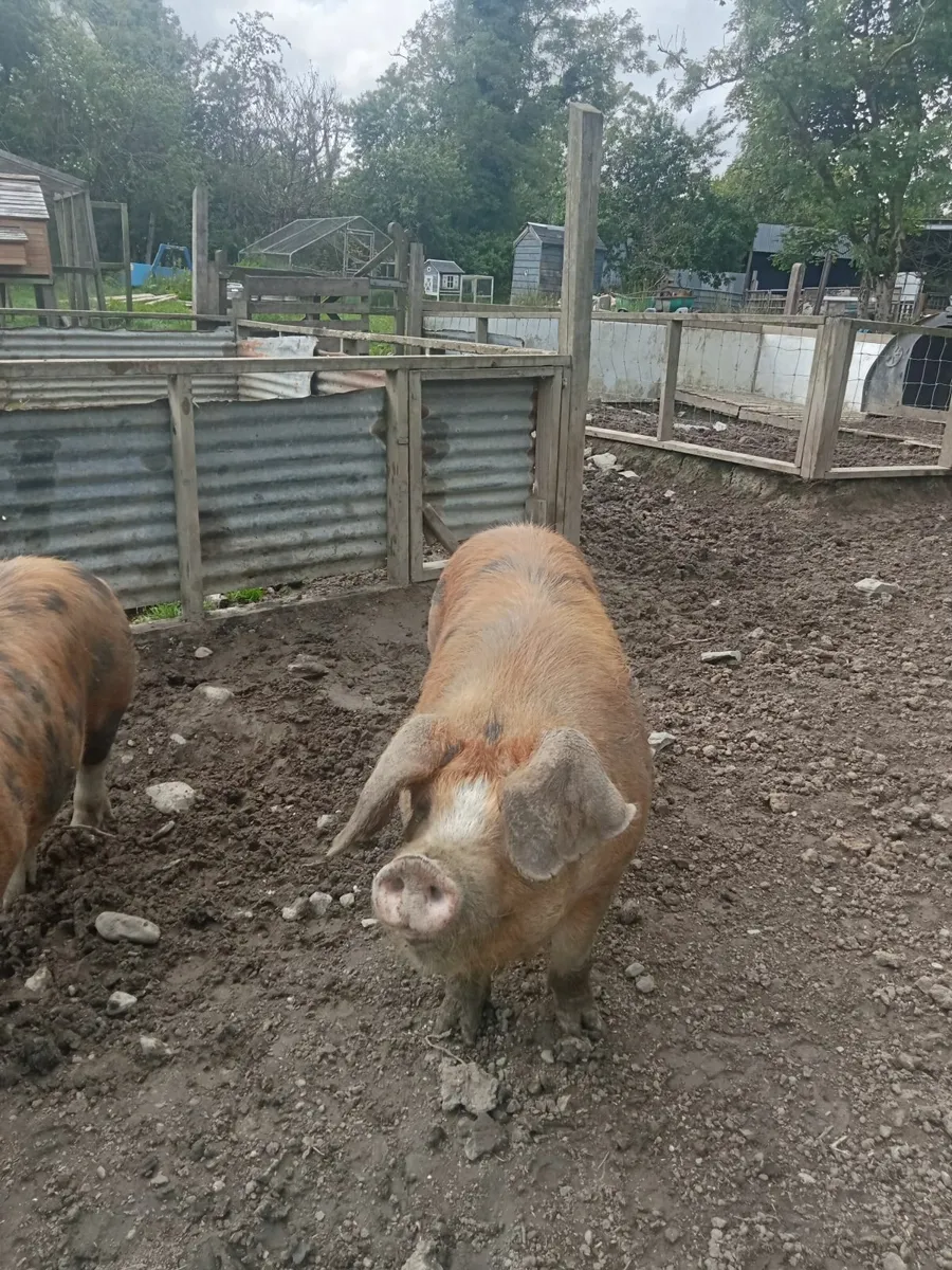 Oxford Sandy Black Boar - Image 4